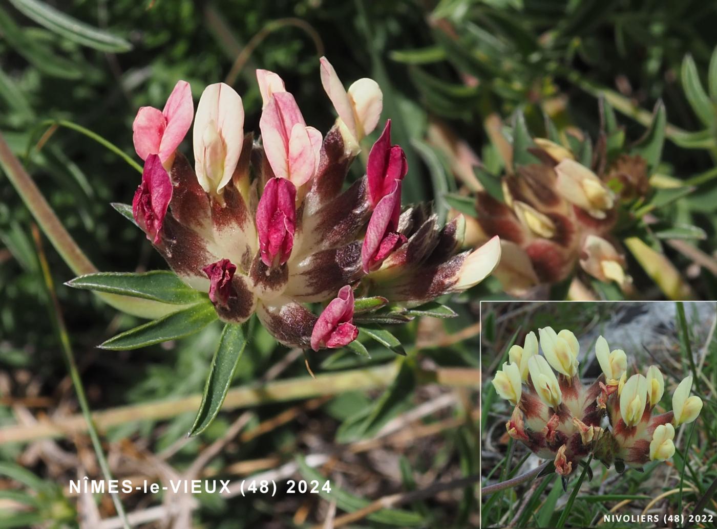 Kidney Vetch flower